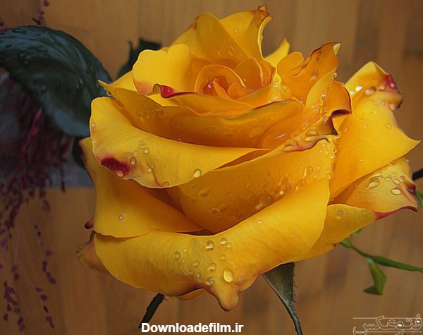 گل رز زرد با قطره های شبنم yellow rose flower