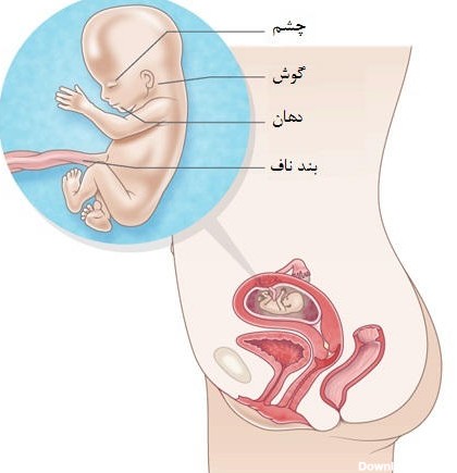 راهنمای کامل ماه چهارم بارداری/ در ماه چهارم بارداری چه می گذرد؟