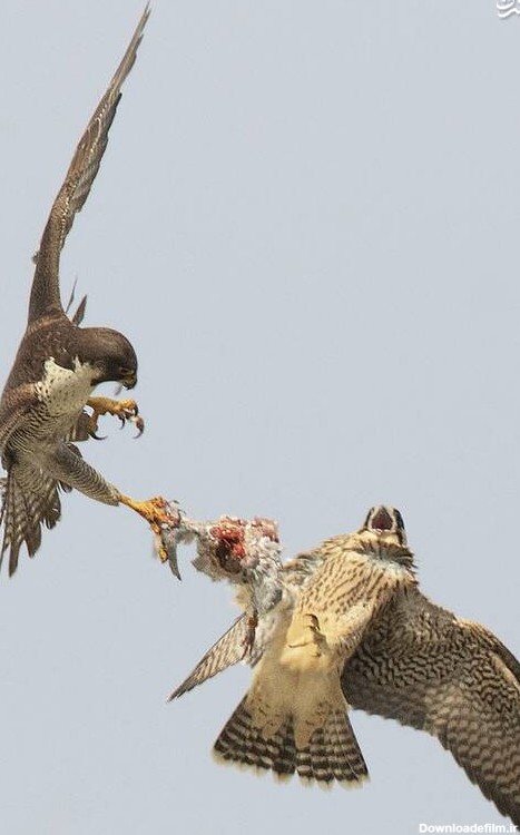 مشرق نیوز - عکس/ درگیری دو شاهین بر سر یک کبوتر