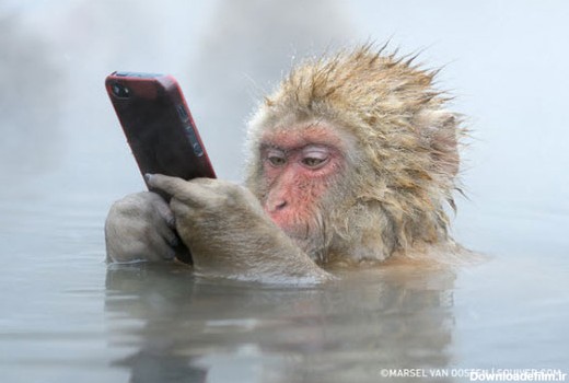 ماجرای عکس مشهور میمون آیفون‌باز!