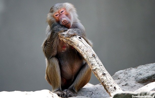 آخرین خبر | عکس/ میمون خسته