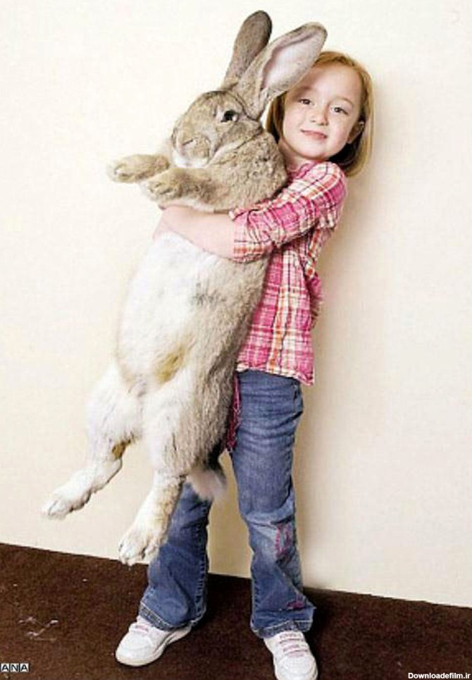 بزرگترین خرگوش جهان + عکس