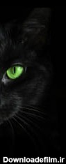 گربه سیاه | Quotev