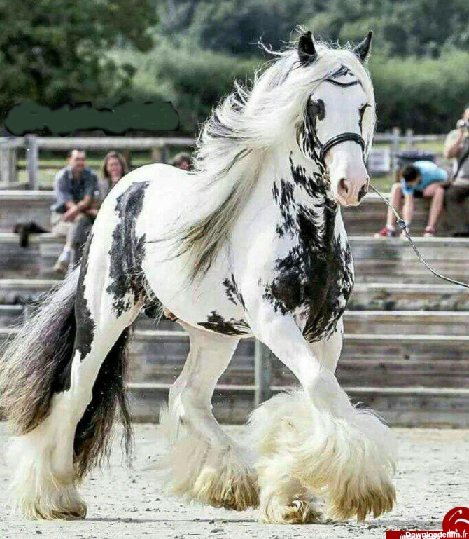 عکس: زیباترین اسب جهان در کتاب گینس