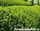 معرفی و راهنمای پرورش گیاهان دارویی - چای سبز