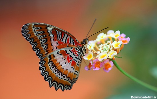پوسته پروانه‌های رنگارنگ برای ویندوز ٧ و ٨ + دانلود