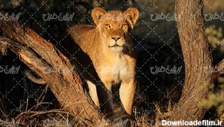 تصویر با کیفیت حیوان وحشی همراه با شیر جنگل و حیات وحش