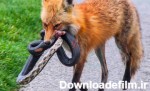 مستند حیات وحش - حمله ترسناک روباه به شکار - حمله حیوانات