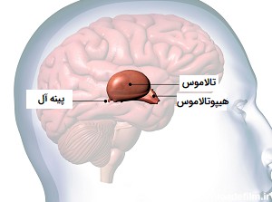 عکس چشم سوم در مغز