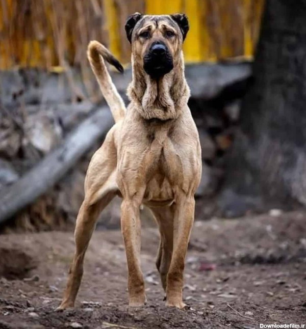 عکس سگ ایرانی اصیل