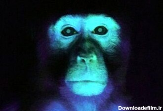 ( عکس) تولد میمونی عجیب در چین با چشمان سبز و انگشتان فلورسنت
