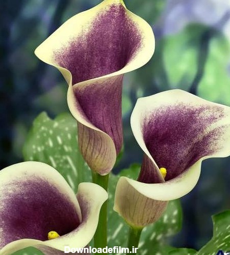 گالری عکس گل شیپوری و آشنایی بیشتر با انواع این گل زیبا