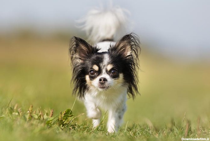 مشخصات کامل، قیمت و خرید نژاد سگ چی واوا (Chihuahua) | پت راید