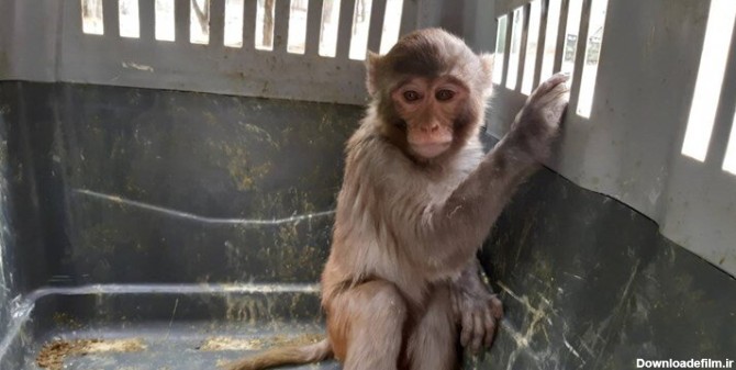 عکس | میمون وحشی در یک شهر کشور پیدا شد | واکنش سریع محیط ...