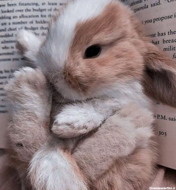 خرگوش کیوت - عکس ویسگون