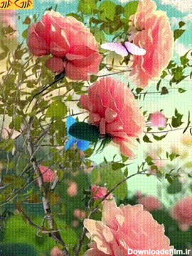 عکس متحرک گل محمدی زیبا | گیف گیف