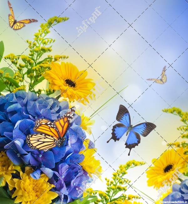 عکس گل و پروانه و منظره بهاری زیبا