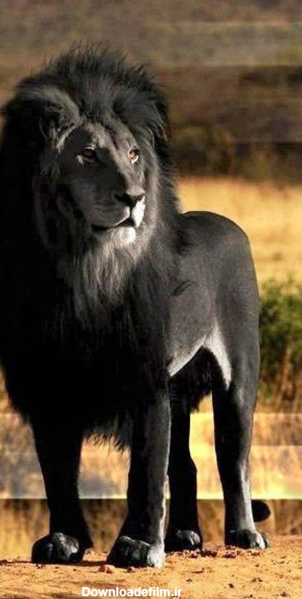 شیر سیاه ؛ کمیاب ترین درنده دنیا (عکس)