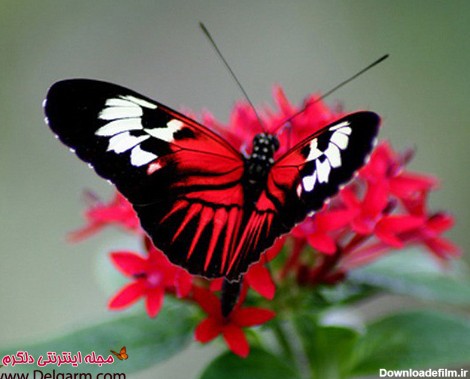 عکس هایی از پروانه های زیبا و جذاب