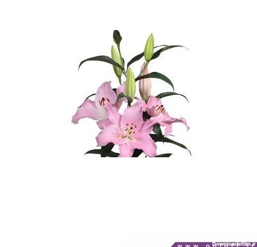 فروش گل آنلاین - گل لیلیوم اورینتال امانی - Lilium Oriental | گل آف