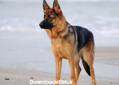مقایسه سگ ژرمن با سرابی | بررسی جنگ سگ ژرمن با سرابی - Happypet