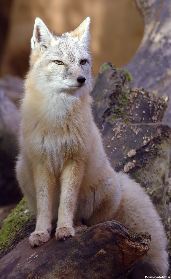 روباه ترکمنی - ویکی‌پدیا، دانشنامهٔ آزاد