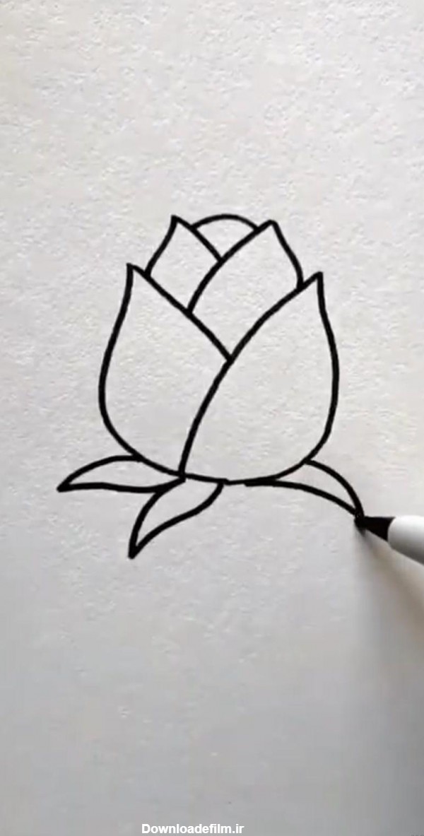 عکس گل لاله نقاشی
