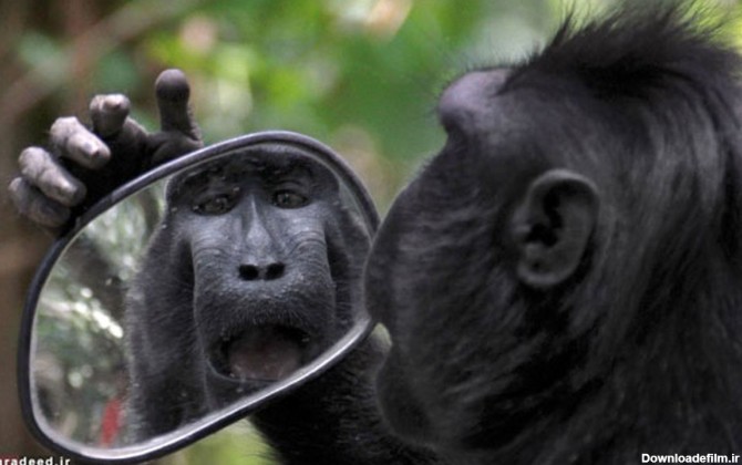 عکس: میمون شگفت زده و آینه بغل!