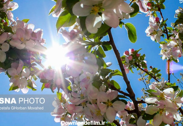مشرق نیوز - عکس/ شکوفه های درختان سیب در اهر