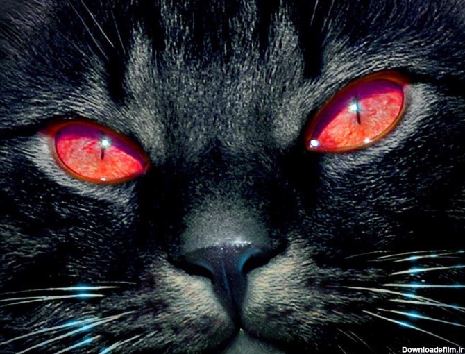 صورت گربه اي سياه با چشماني قرمز از نماي بسيار نزديک