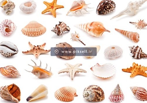 عکس با کیفیت از مجموعه صدف ها و حلزون های دریایی با فرمت jpg