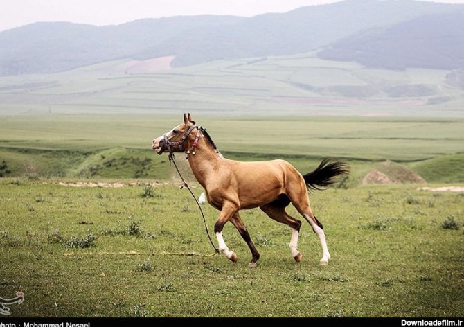 جشنواره زیبای اسب اصیل ترکمن +عکس