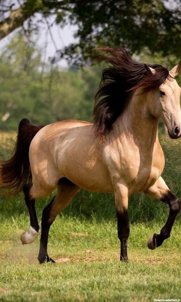 اسب قهوه ای 🤩😘🤩😍😍😍❤ - عکس ویسگون
