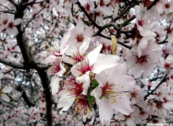 عکس بهاری شکوفه