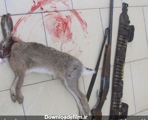 دستگیری شکارچی یک خرگوش وحشی در البرز مرکزی | دیده بان محیط زیست و ...