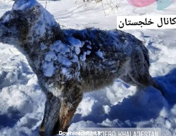 گرگی که در سرمای قم یخ زد!+عکس