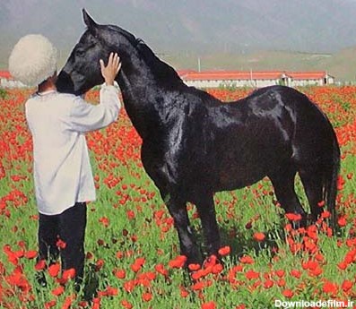 At 9000 - اسب ترکمن (بلوک ویل، فرانسوی)