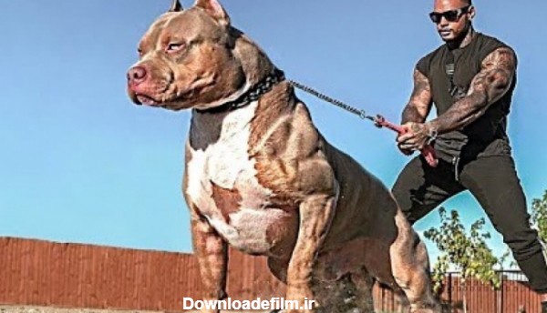 هشت تا از خطرناک ترین نژاد سگ ها در جهان!