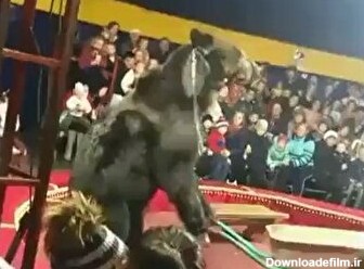 حمله خرس سیرک به صاحب خود/ با مشت و لگد به جان خرس افتادند (فیلم)
