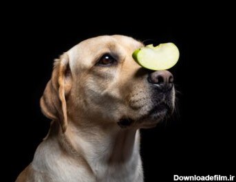 دانلود عکس پرتره سگ لابرادور رتریور با یک تکه سیب