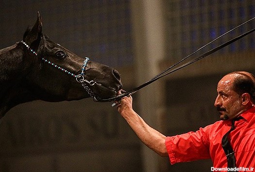 عکس گران قیمت ترین اسب دنیا
