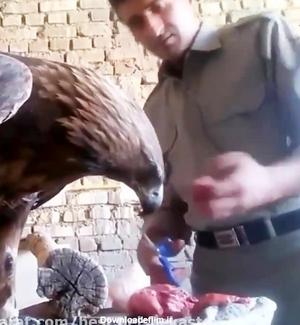 غذا دادن به عقاب خیلی باحال و با شکوه