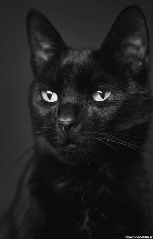 دانلود تصویر گربه سیاه | تیک طرح مرجع گرافیک ایران