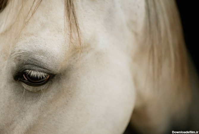عکس چشم زیبای اسب - مسترگراف