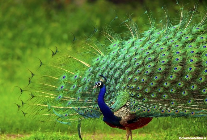 100 عکس خارق العاده از زیباترین طاووس های جهان