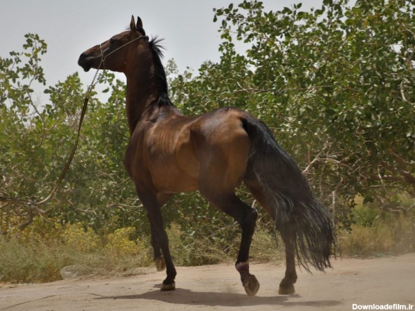 اسب ترکمن آخال تکه سیلمی کیارش (3)