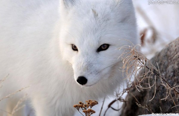 عکس روباه سفید ماده