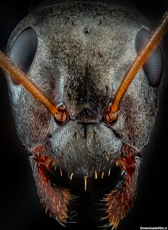 عکس های ترسناک حشرات