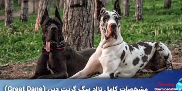 مشخصات کامل نژاد سگ گریت دین (Great Dane)