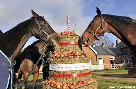جشن تولد لاکچری گران ترین اسب های دنیا+ عکس